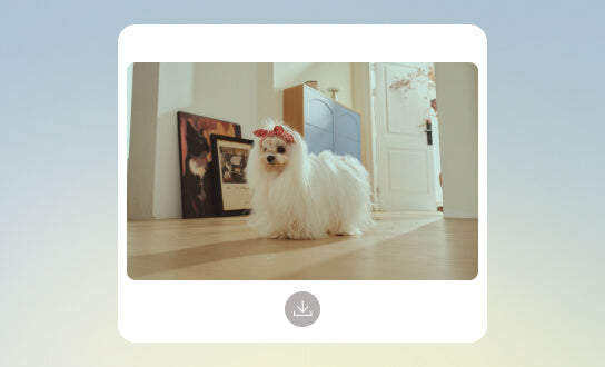 Anlık Evcil Hayvan Fotoğrafları